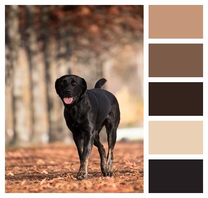 Labrador Retriever Dog Outdoors Image